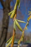 genus Salix