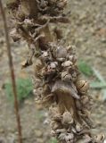 род Verbascum. Часть прошлогоднего соплодия. Дагестан, Унцукульский р-н, долина Ирганайского вдхр., ок. 700 м н.у.м., склон горы. 11.05.2018.