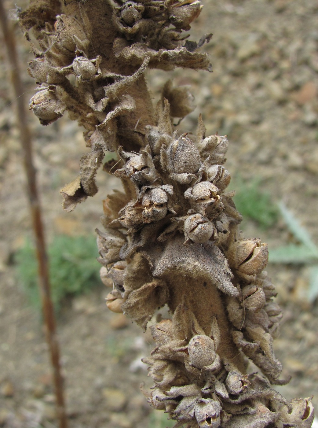 Изображение особи род Verbascum.