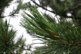Pinus sibirica