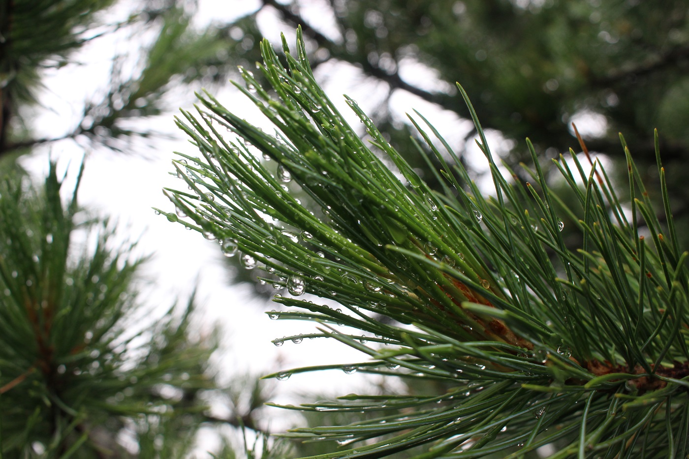 Изображение особи Pinus sibirica.