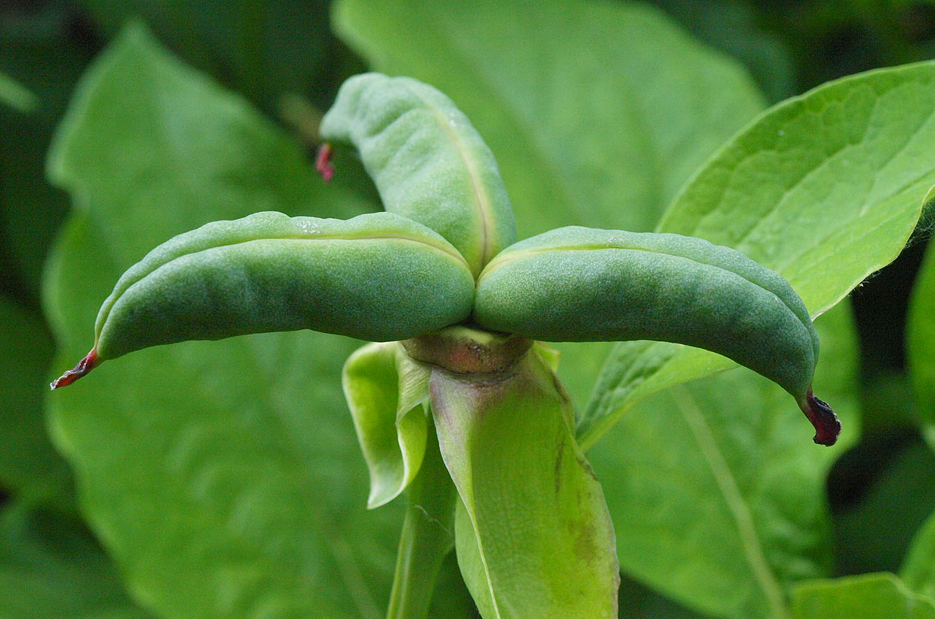 Image of Paeonia macrophylla specimen.