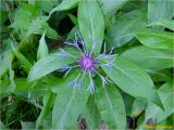 Centaurea mollis. Верхушка побега с соцветием. Украина, Ивано-Франковская обл., Долинский р-н, Шевченковский сельский совет, окр. с. Мысливка, урочище Шандра, обрывистый берег р. Свича. 06.05.2018.