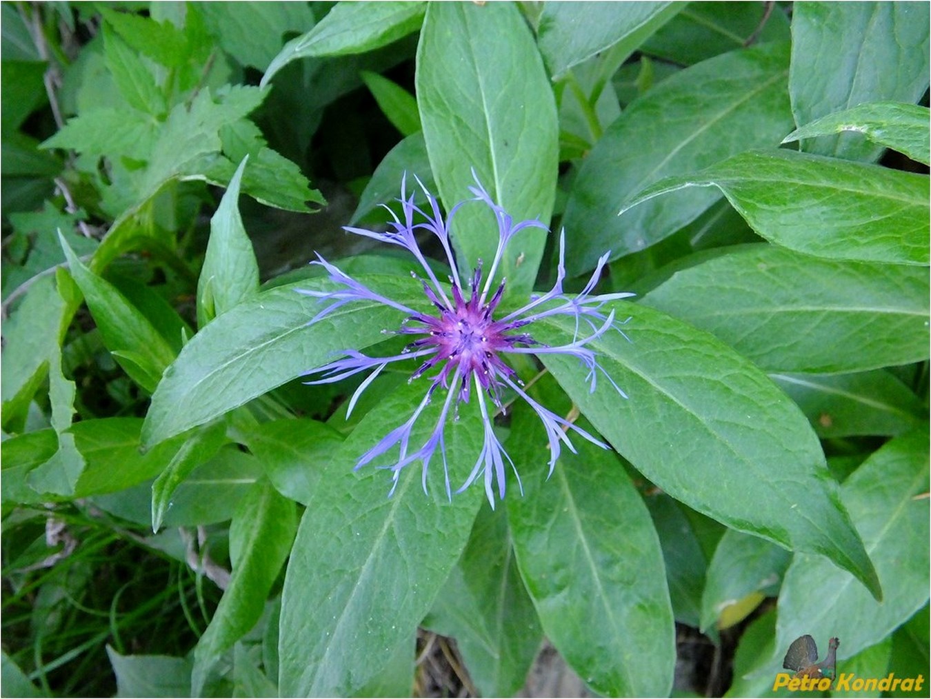 Image of Centaurea mollis specimen.