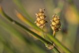 Ephedra distachya. Ветвь с микростробилами. Краснодарский край, Приморско-Ахтарский р-н, Морозовский сельский округ, Ясенская коса, песчано-ракушечный берег. 12.06.2018.