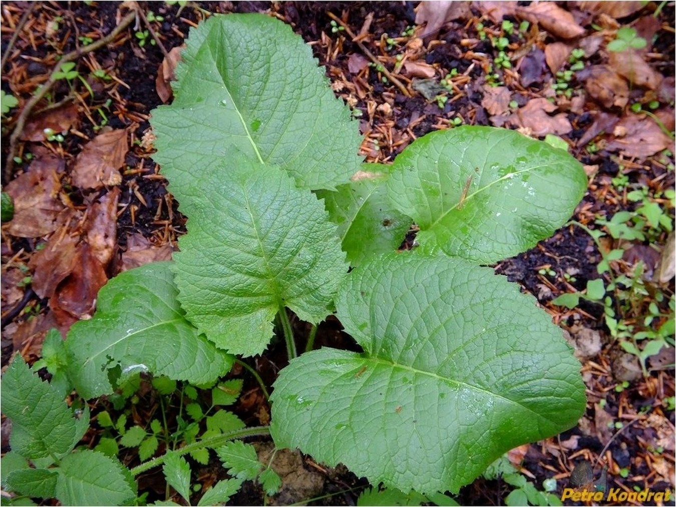 Image of Telekia speciosa specimen.