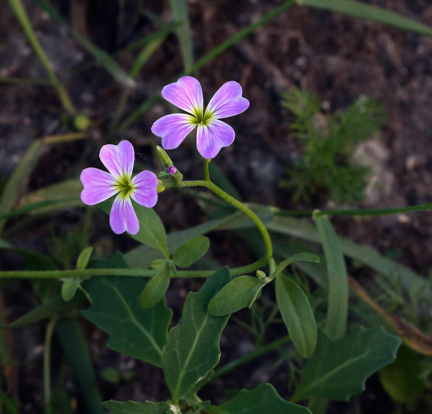 Изображение особи Malcolmia maritima.