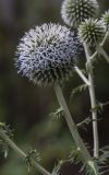 Echinops sphaerocephalus