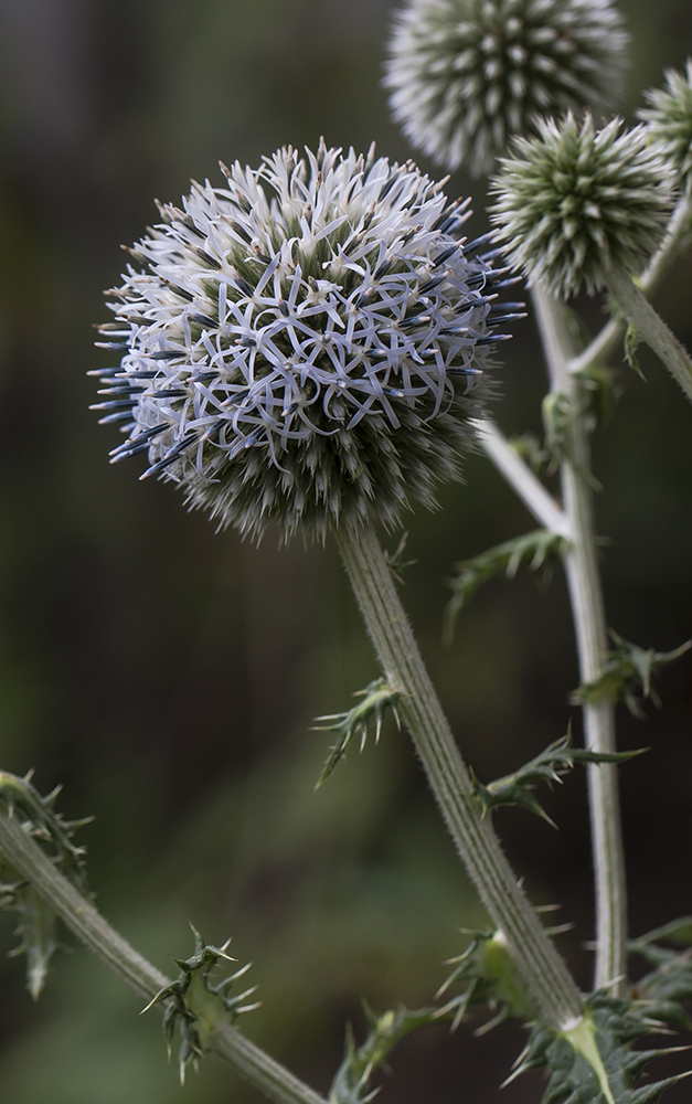 Image of Echinops sphaerocephalus specimen.