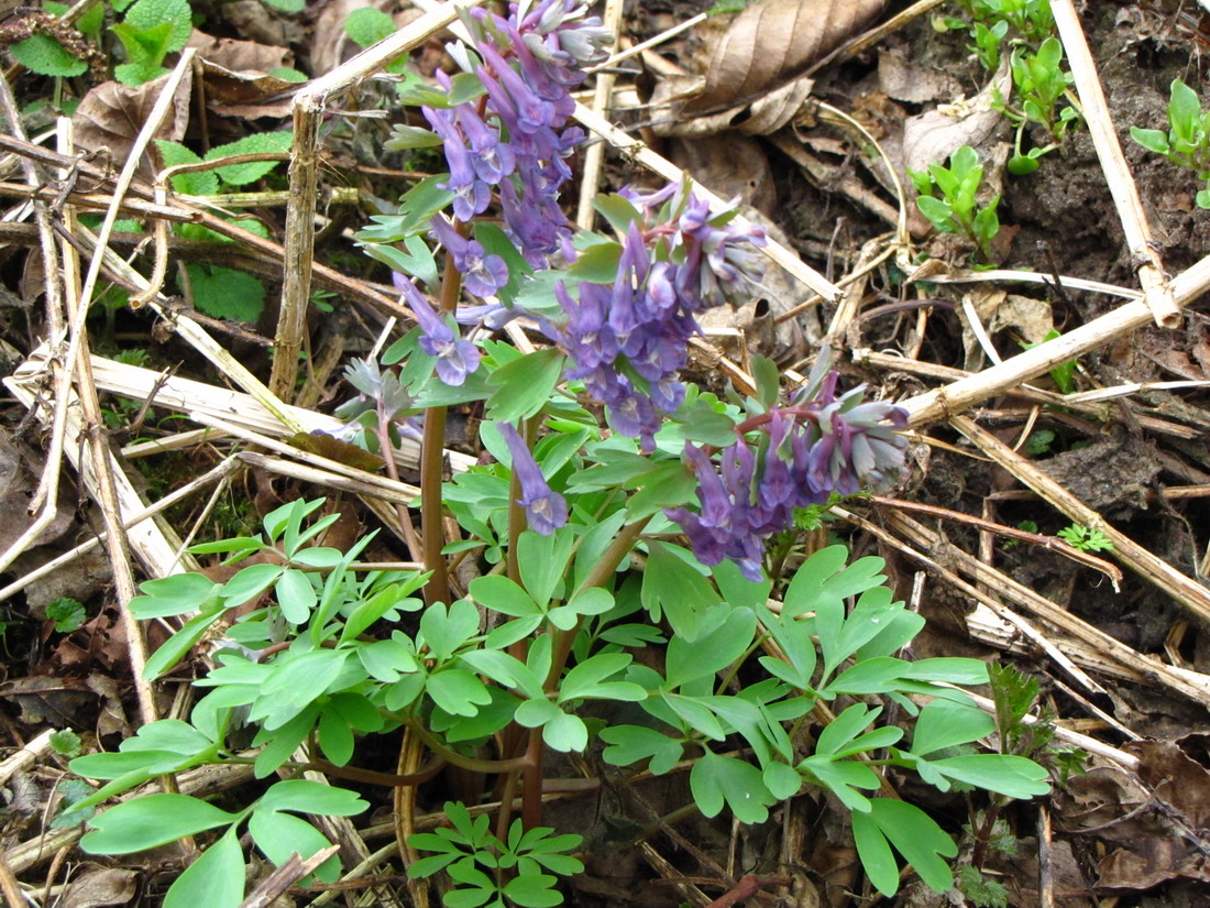 Изображение особи Corydalis solida.