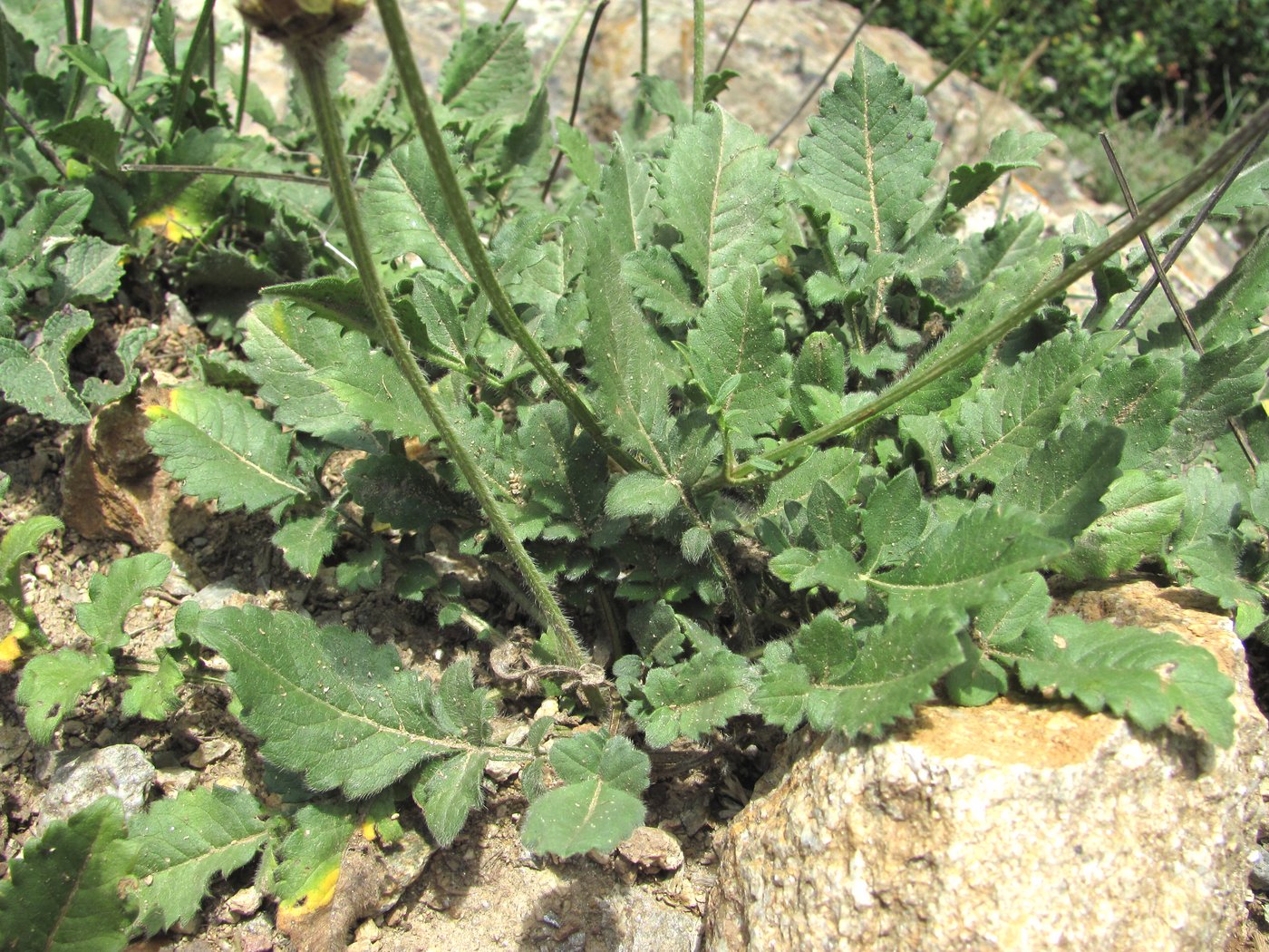 Image of Cephalaria dagestanica specimen.