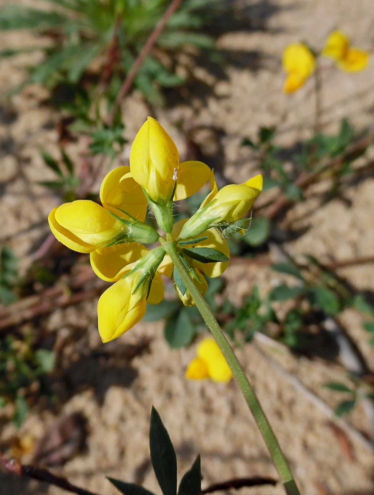 Image of Lotus zhegulensis specimen.