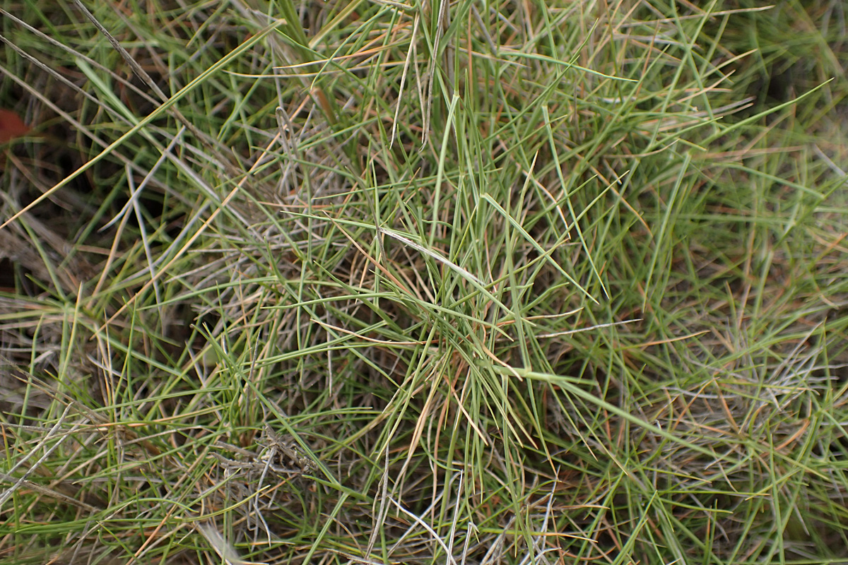 Image of Brachypodium retusum specimen.