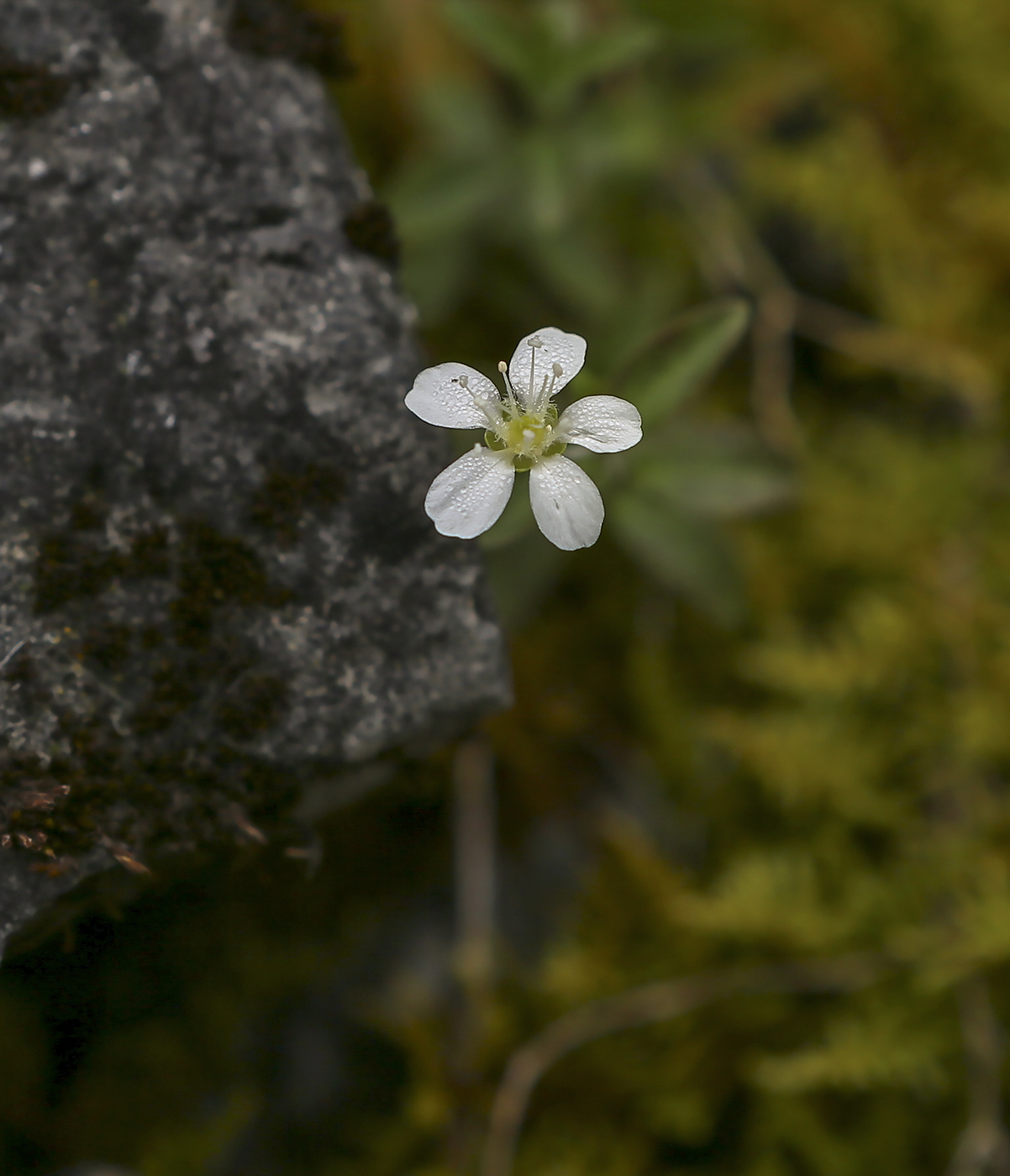 Image of Moehringia lateriflora specimen.