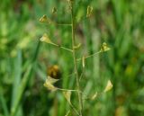 Capsella bursa-pastoris. Часть побега с незрелыми плодами. Восточный Казахстан, г. Усть-Каменогорск, правый берег р. Иртыш, луг. 16.05.2018.