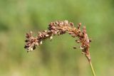 Bistorta officinalis. Соплодие. Ленинградская обл., Волосовский р-н, сыроватый злаково-разнотравно-осоковый суходольный луг. 14.07.2018.