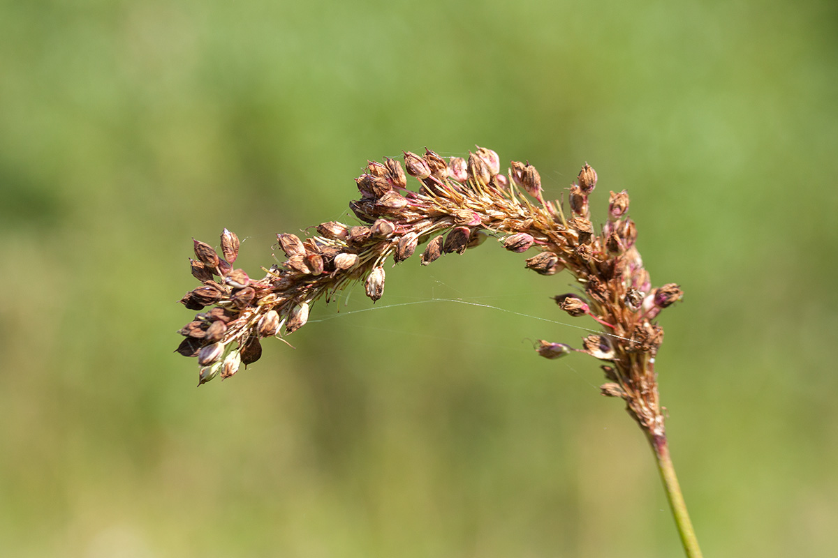 Image of Bistorta officinalis specimen.
