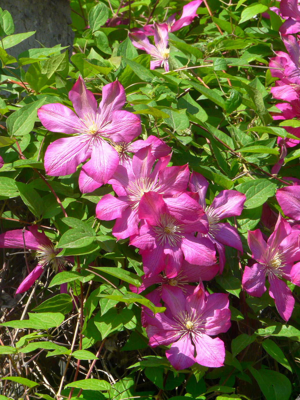 Image of Clematis &times; jackmanii specimen.