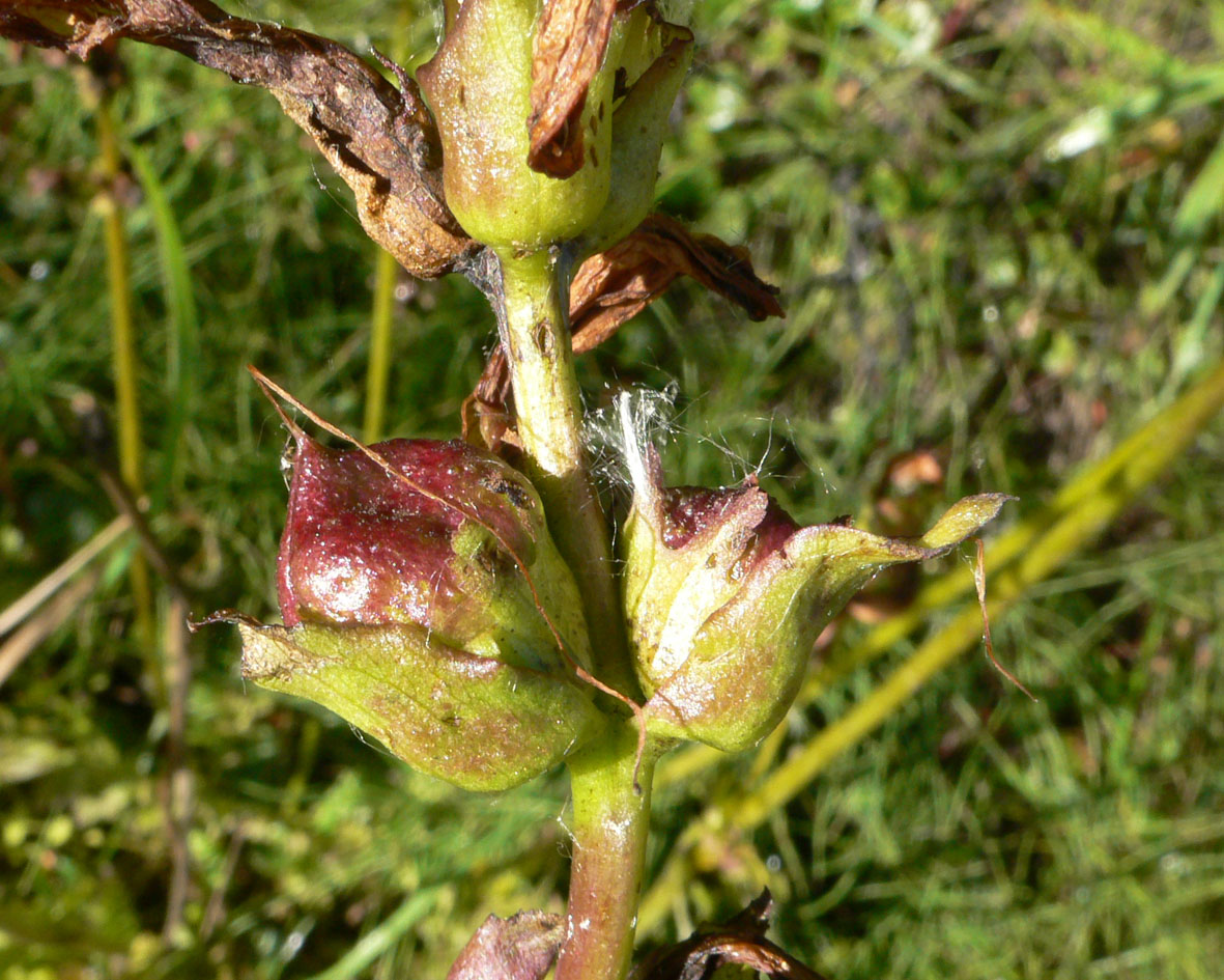 Image of Pedicularis sceptrum-carolinum specimen.