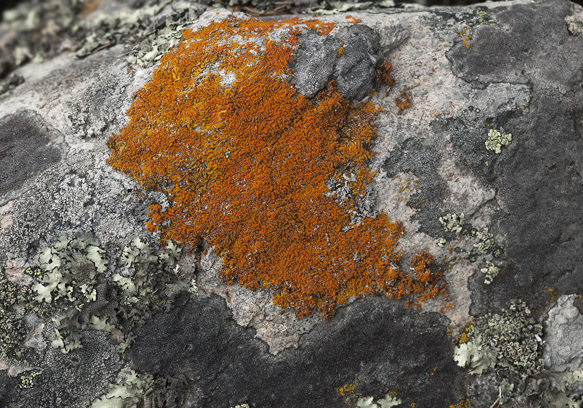 Image of genus Rusavskia specimen.