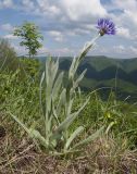 Centaurea czerkessica. Цветущее и вегетирующее растения. Краснодарский край, м/о г. Геленджик, хр. Маркотх, гора Солдатская, горный луг. 09.05.2016.