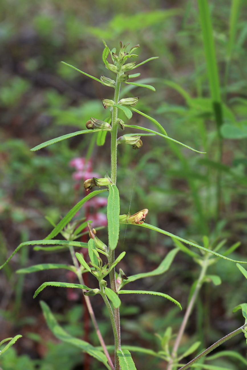 Изображение особи Pedicularis labradorica.