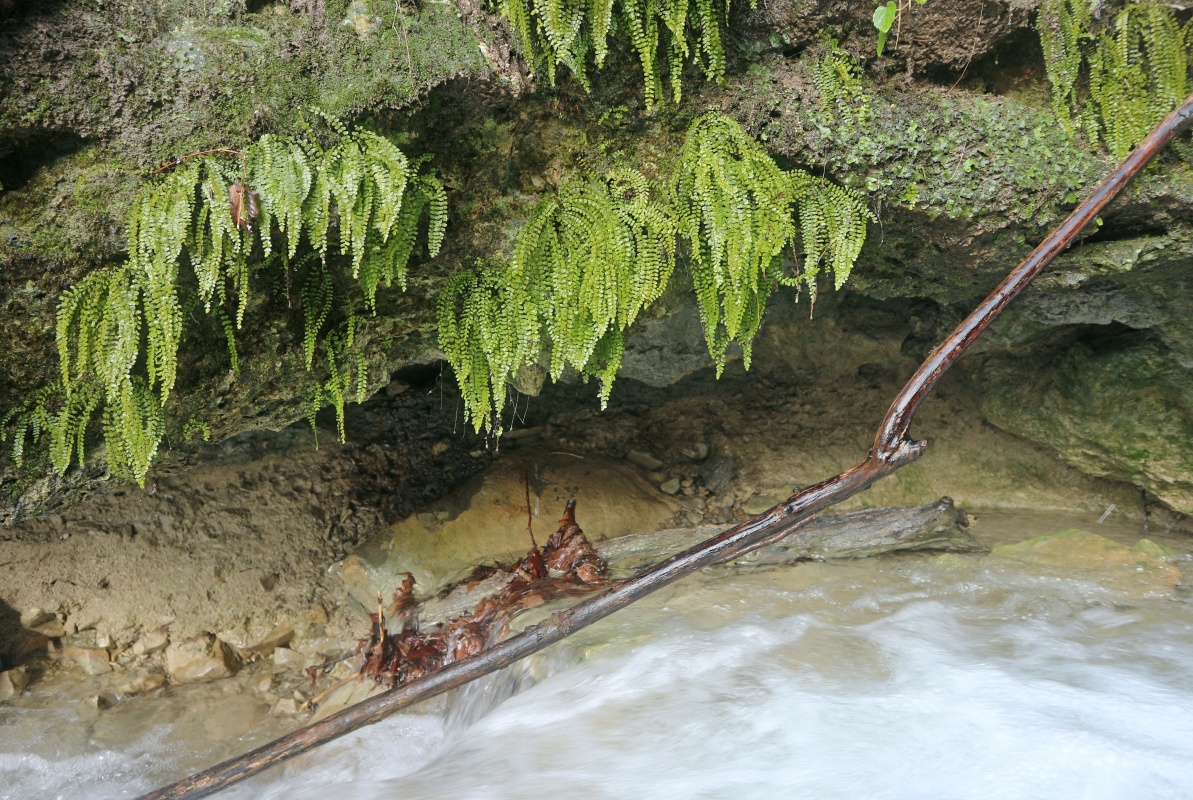 Image of Asplenium trichomanes specimen.
