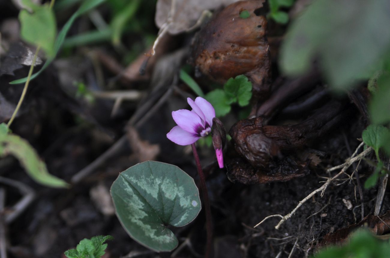 Image of Cyclamen coum specimen.