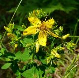 Hypericum perforatum