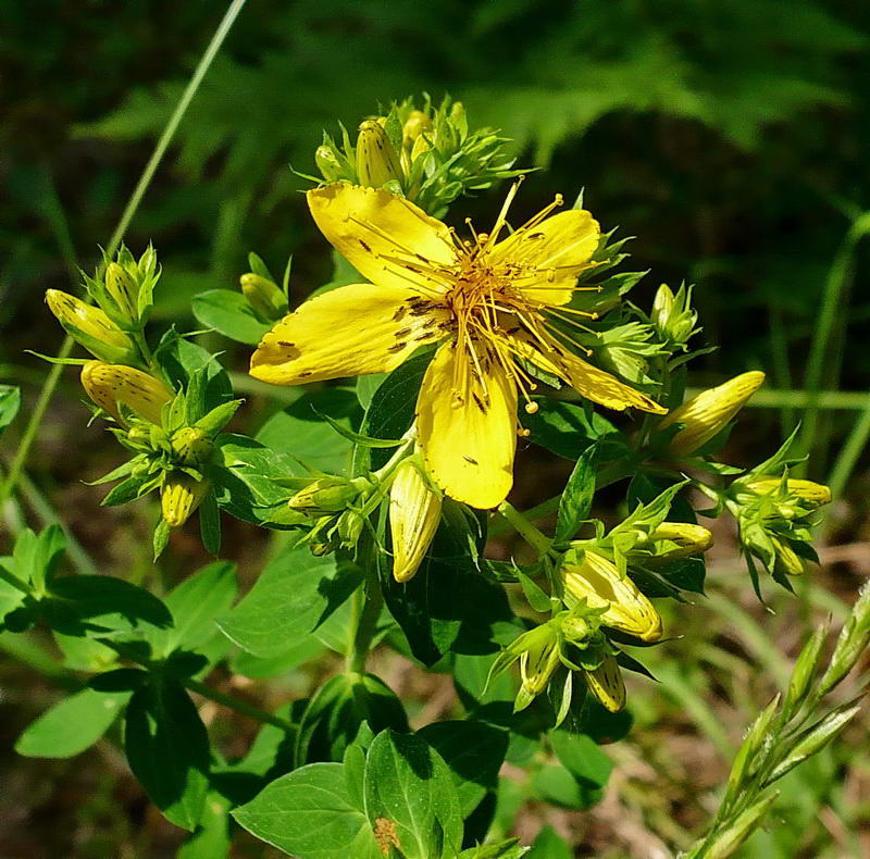 Изображение особи Hypericum perforatum.