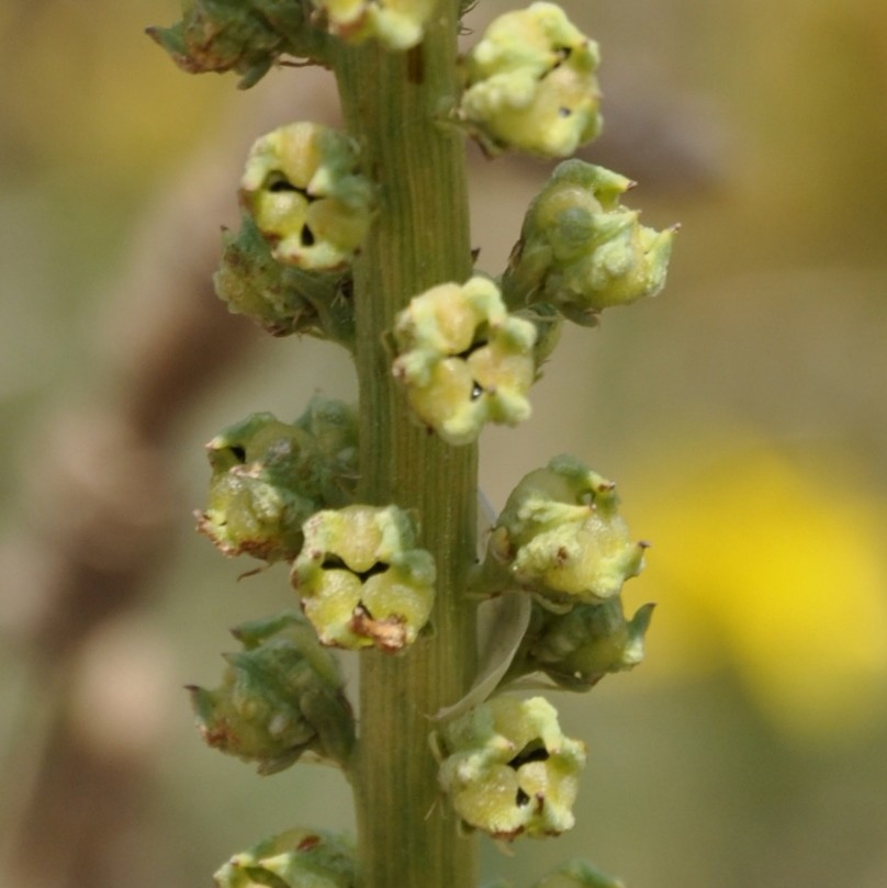 Image of genus Reseda specimen.