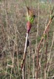 &times; Sorbaronia mitschurinii