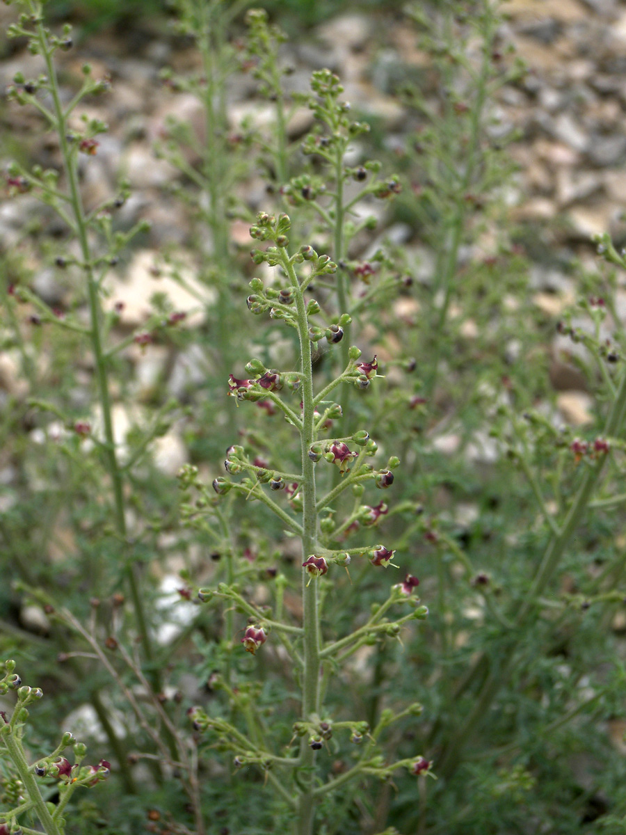 Изображение особи Scrophularia variegata.