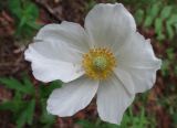 Anemone sylvestris