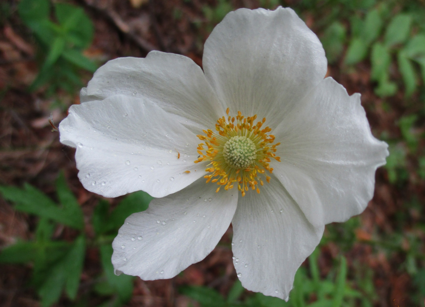 Изображение особи Anemone sylvestris.