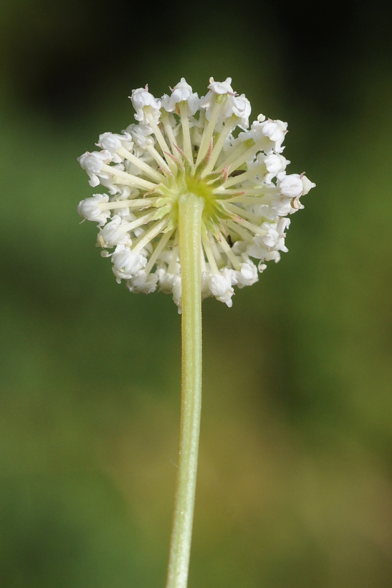 Image of Seseli mucronatum specimen.