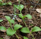 Veronica officinalis. Верхушка цветущего растения. Московская обл., Раменский р-н, пос. Ильинский, на дачном участке среди кустарников. 25.06.2017.