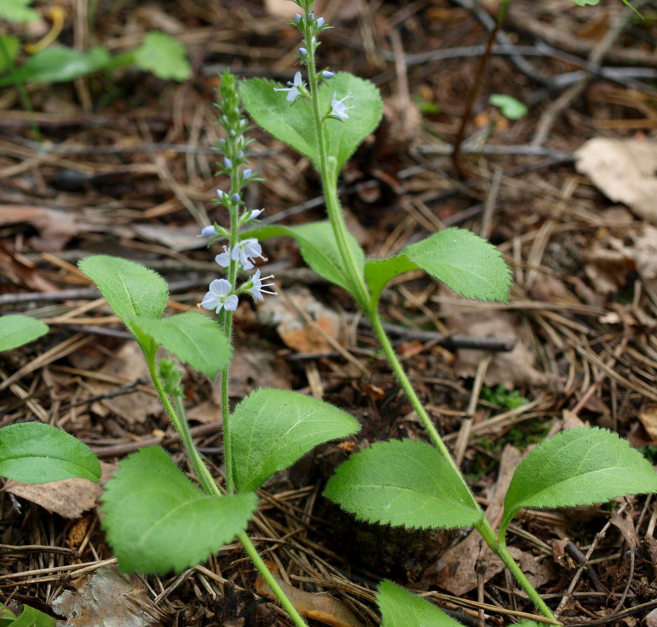 Изображение особи Veronica officinalis.