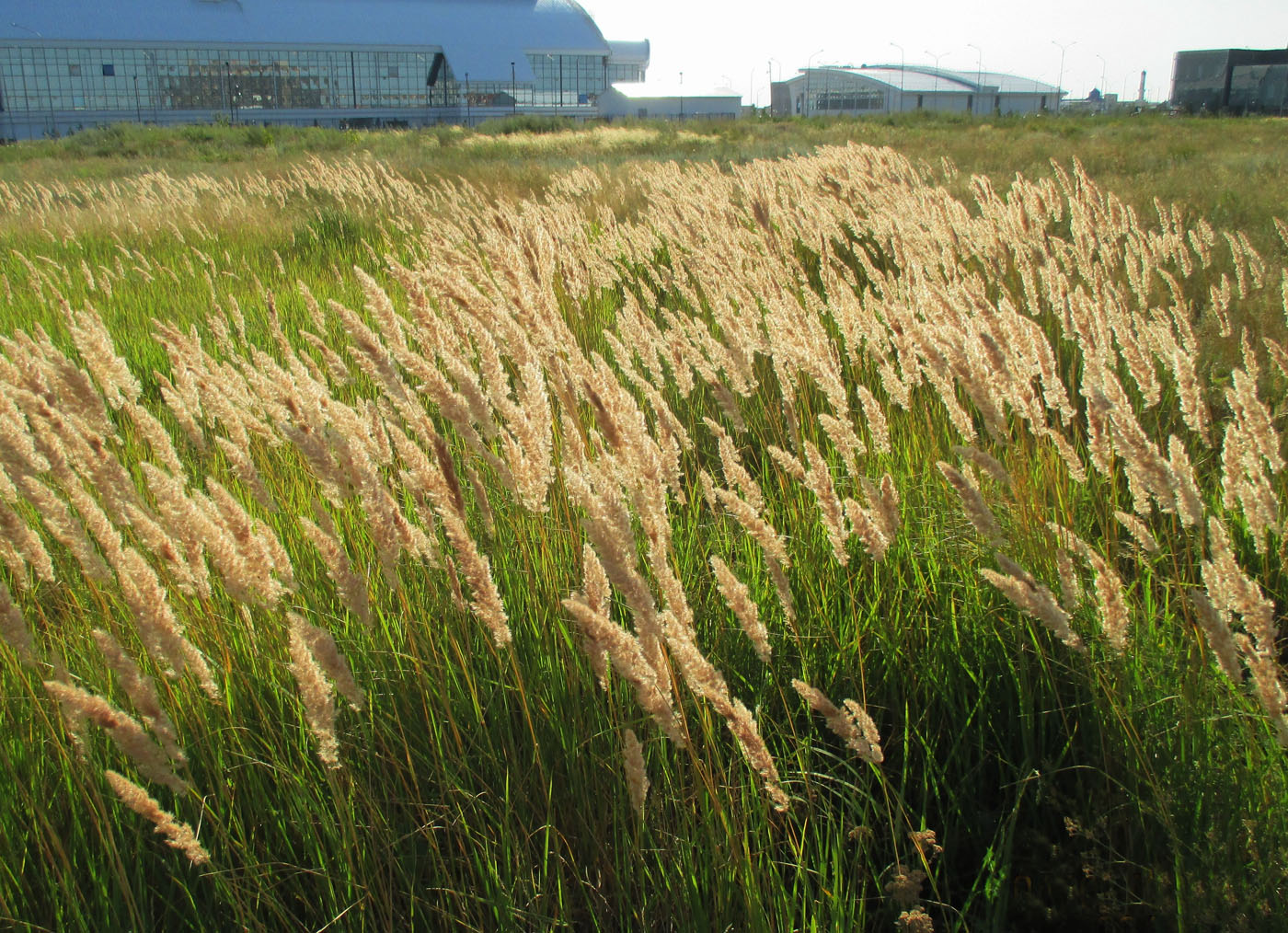 Изображение особи Calamagrostis epigeios.