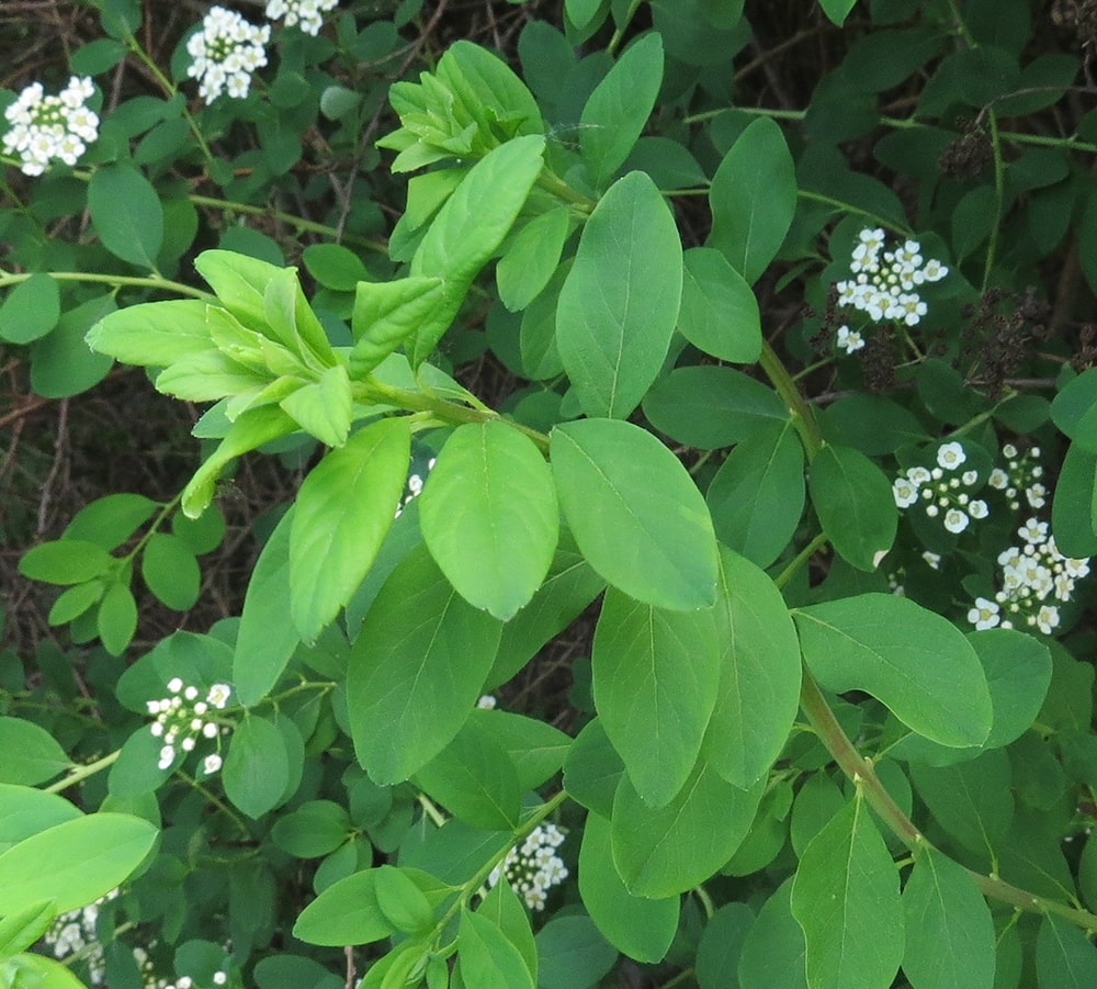 Image of Spiraea wilsonii specimen.