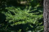 Larix gmelinii