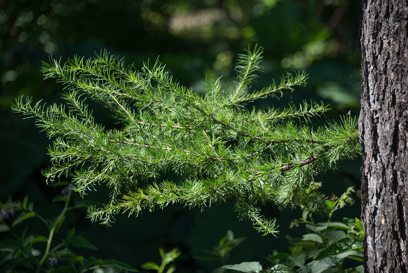 Изображение особи Larix gmelinii.