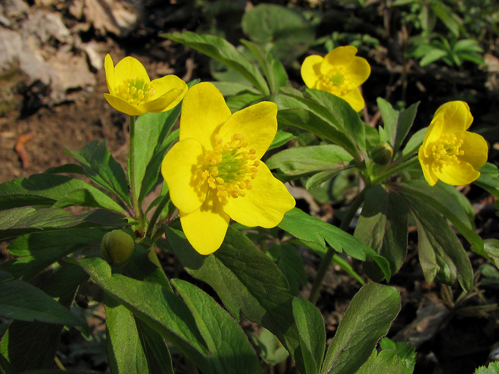 Изображение особи Anemone ranunculoides.