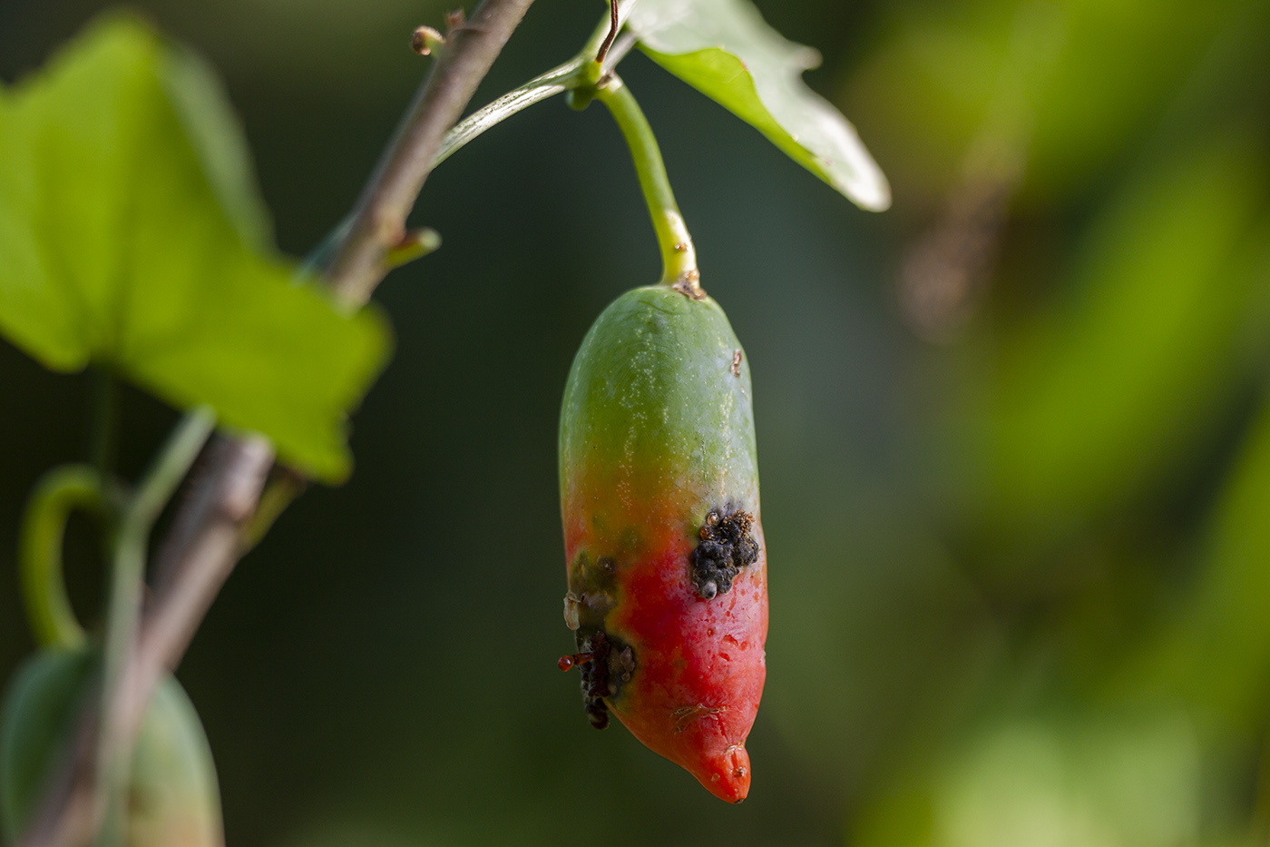 Изображение особи Coccinia grandis.