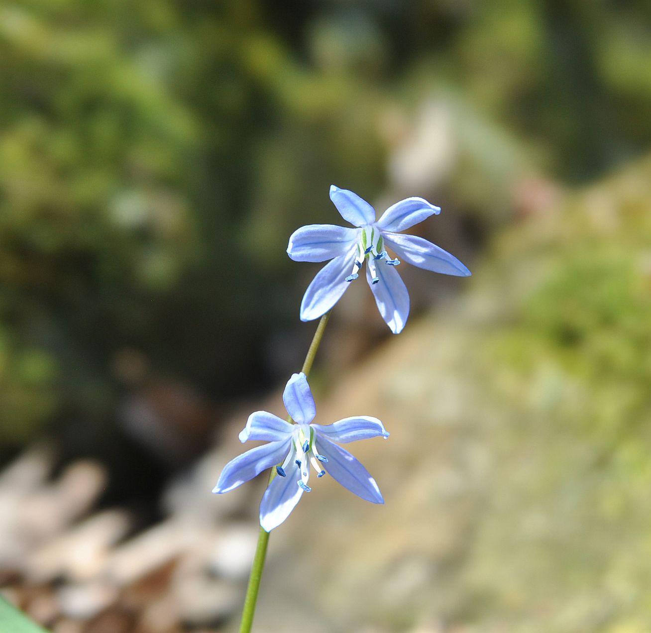 Image of genus Scilla specimen.