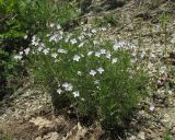 Veronica filifolia. Цветущее растение. Краснодарский край, м/о г. Новороссийск, окр. хут. Камчатка, каменистая осыпь в дубовом лесу. 10 мая 2019 г.