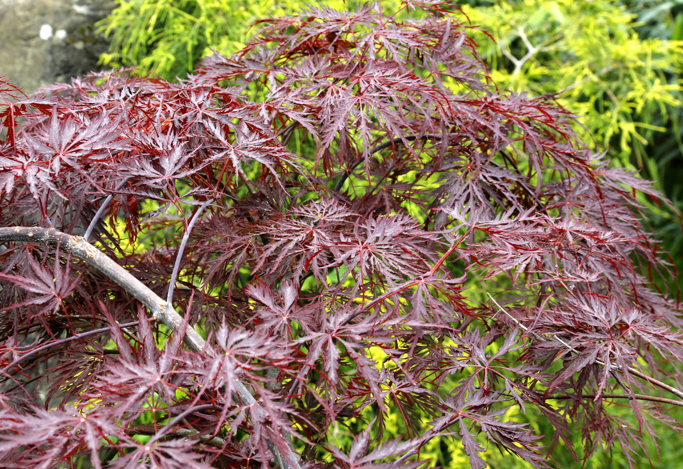 Image of Acer palmatum specimen.