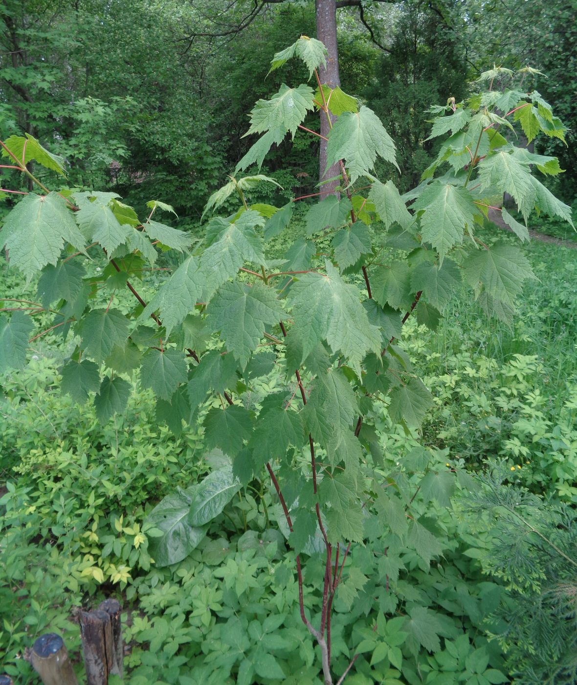 Image of Acer barbinerve specimen.