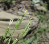 Centaurium meyeri