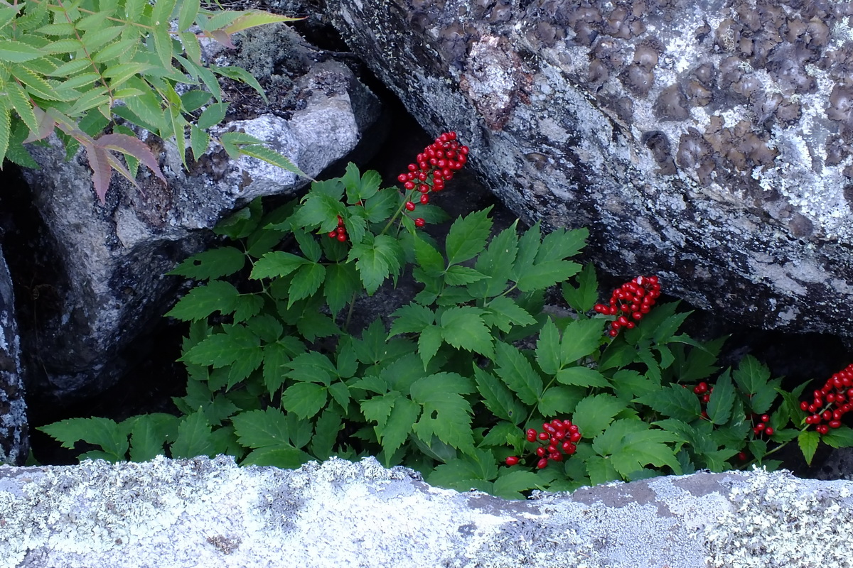 Изображение особи Actaea erythrocarpa.